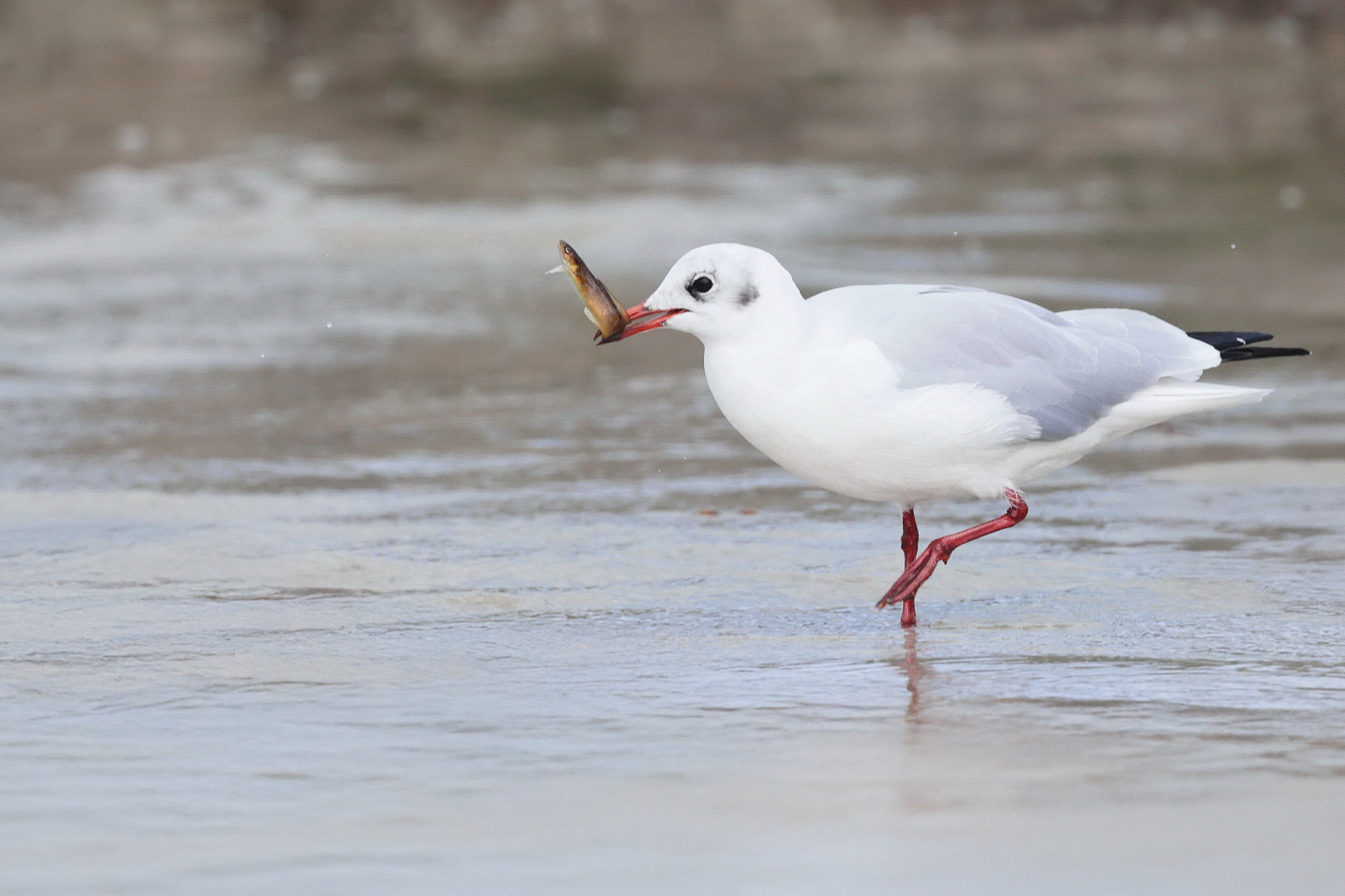 Mouette rieuse en Bretagne
